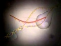 The Human Genome Project Video   3D Animation Introduction Low)