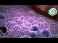Immune response to cancer cells! AWESOME